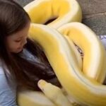 Dad Says His Little Girl Is Fortunate To Have Close Relationship With 16-Foot Python