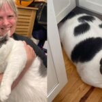 Patches, the Big Cat: A Successful Weight Loss Journey