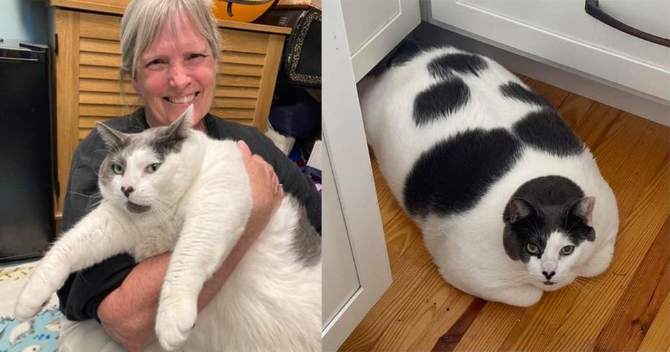 Patches, the Big Cat: A Successful Weight Loss Journey