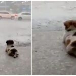 A Heartwarming Sight: Dog Enjoys Watching the Rain in Popular Video