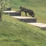 Black Canada Lynx caught on camera for the first time