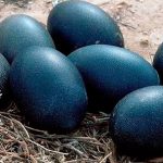 A farmer found black eggs and when THIS hatched he was seriously scared!