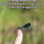 10 Plants That Will Help Attract Dragonflies To Your Garden