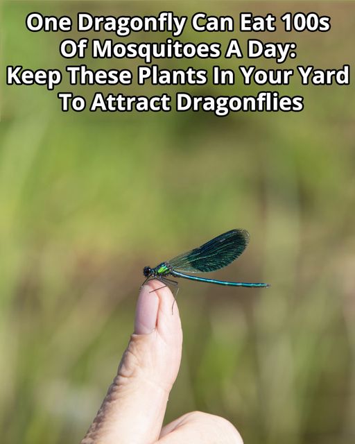 10 Plants That Will Help Attract Dragonflies To Your Garden