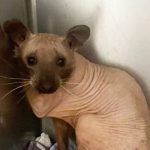 Animal Rescued from the Cold Turns Out to Be a Hairless Raccoon!