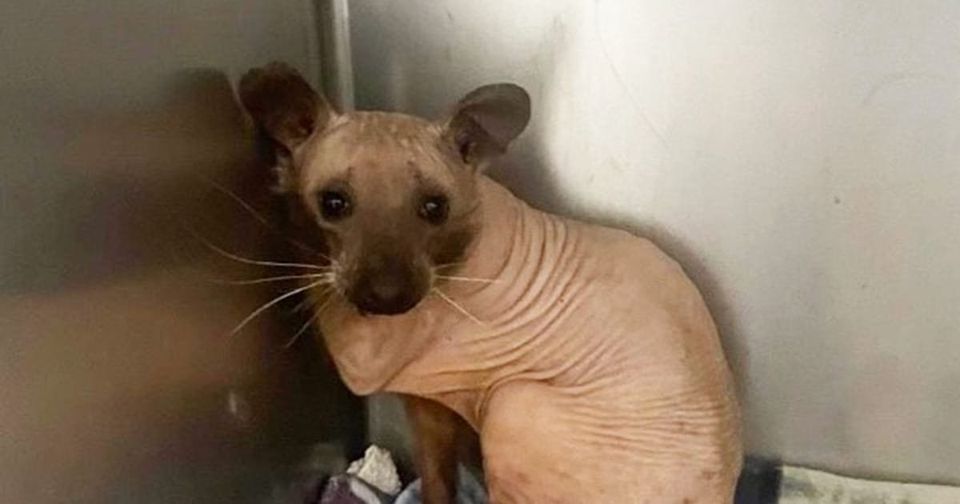 Animal Rescued from the Cold Turns Out to Be a Hairless Raccoon!