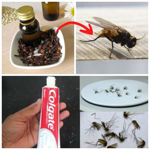 Simply put it in the kitchen, and all insects will go