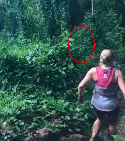 Woman snaps photo running through rainforest – later spots haunting detail in the bushes