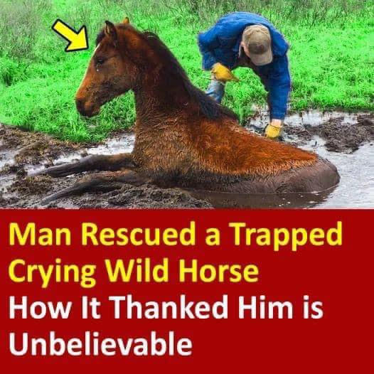 Man Rescued a Trapped Crying Wild Horse. How It Thanked Him is Unbelievable