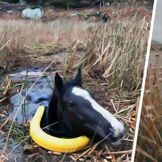 Man Rescued a Trapped Crying Wild Horse. How It Thanked Him is Unbelievable