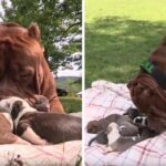 Giant Pitbull Hulk’s New Litter Estimated To Be Worth Half A Million