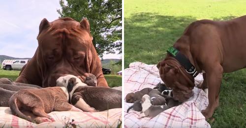 Giant Pitbull Hulk’s New Litter Estimated To Be Worth Half A Million