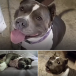 Pit Bull Maisy Talks Constantly With Her New Mom Marisa After Adoption From Shelter