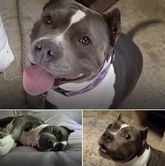 Pit Bull Maisy Talks Constantly With Her New Mom Marisa After Adoption From Shelter