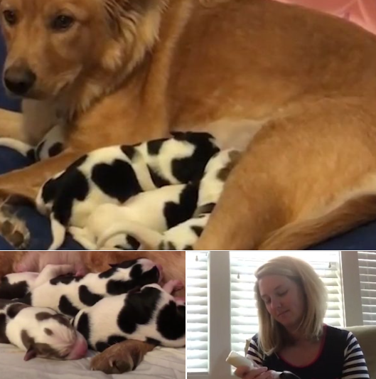 Rescued Golden Retriever Gives Birth But Her ‘Cow Babies’ Have Everyone Scratching Their Heads