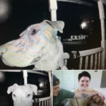 Lost Dog Returns Home And Rings Doorbell At 3 A.M. After Getting Spooked By Fireworks