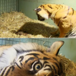 Zookeepers Are Astonished Seeing Mama’s Instincts Kick In When She Gives Birth To Cub