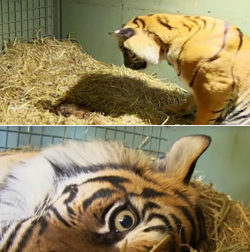 Zookeepers Are Astonished Seeing Mama’s Instincts Kick In When She Gives Birth To Cub