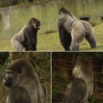 6 Foot Gorilla Catches Zookeepers Off Guard Resulting In Rare Footage Spreading Via Internet