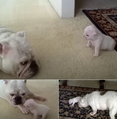 Bulldog Pup Tells Off His Mom As He Tries To Explore
