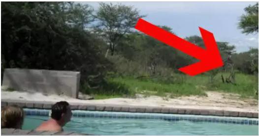 Tourists enjoyed their hot summer day at the pool, when suddenly an uninvited visitor showed up at their party