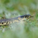 8 Easy Ways To Keep Snakes Away From Your Yard