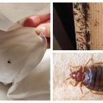 How to Get Rid of Pesky Insects in Your Home