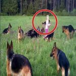 The moment the girl raised her hands in the air, a great thing happened. 14 dogs surrounded her.