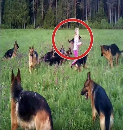 The moment the girl raised her hands in the air, a great thing happened. 14 dogs surrounded her.