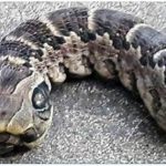 What on Earth is this? Woman discovers creepy ‘snake’ with two heads in her garden