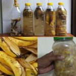 Discover the Hidden Uses of Banana Peels