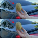 The Humble Potato: Your Car’s Secret Weapon