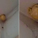 A woman asked on Facebook what was the bizarre “egg” that appeared on the ceiling of her room