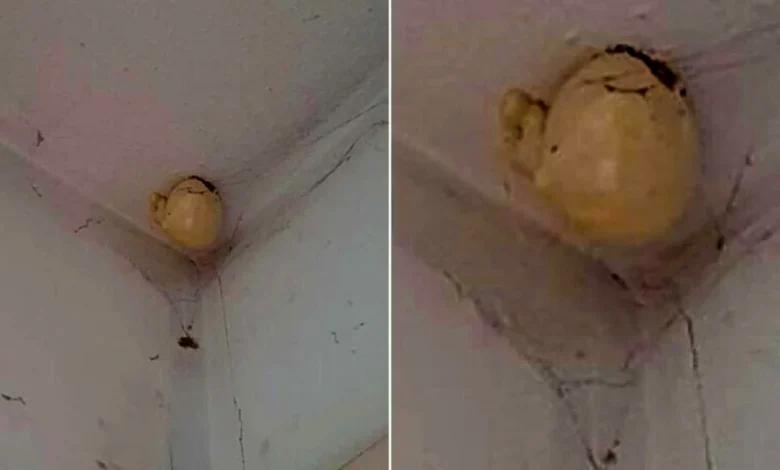 A woman asked on Facebook what was the bizarre “egg” that appeared on the ceiling of her room