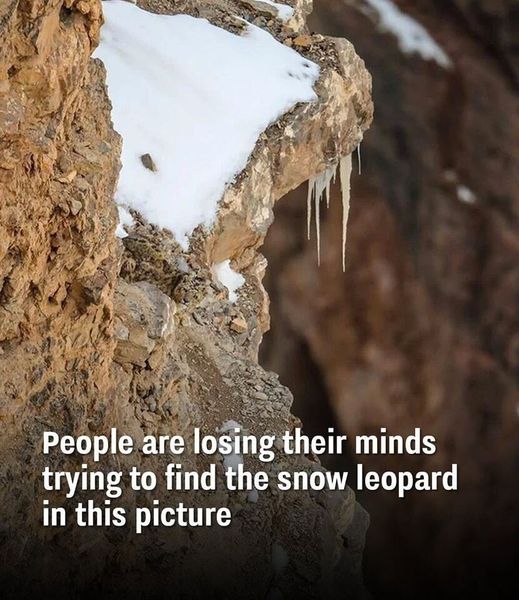 People Are Going Crazy Trying To Find The Snow Leopard