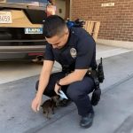 Abandoned stray puppy chasing police officer down the street hanging on his feet asks to adopt him