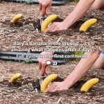 Bury a banana in the ground – it’s amazing what happens after 7 days