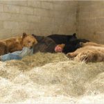 Caregiver Cuddles Up With Four Orphaned Bears To Help Them Fall Asleep