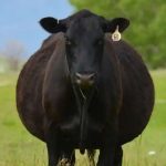 He Recently Spent $6.5k On A Young Registered Black Angus Bull