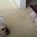 Bulldog Pup Tells Off His Mom As He Tries To Explore