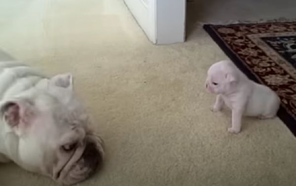 Bulldog Pup Tells Off His Mom As He Tries To Explore