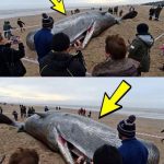 What They Found in the Stomach of This Sperm Whale Shocked the Entire World! It’s Hard to Believe!