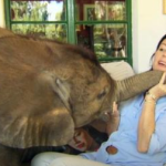 Woman Rescues Orphan Elephant Who Was Washed Away In Flood – Follows Her Human Mom Into Her House