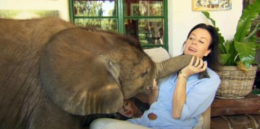 Woman Rescues Orphan Elephant Who Was Washed Away In Flood – Follows Her Human Mom Into Her House