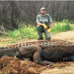 Georgia Farmer Discovers “Massive” 700 Pound Alligator In Ditch