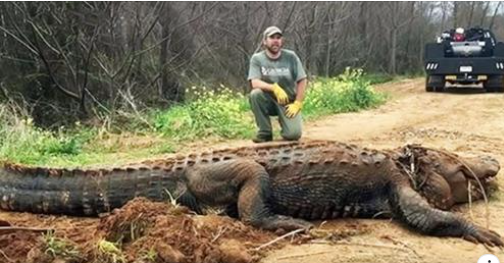 Georgia Farmer Discovers “Massive” 700 Pound Alligator In Ditch