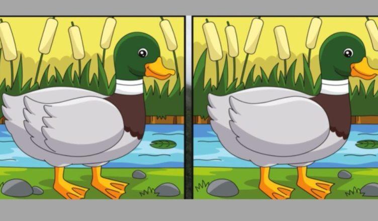 If you have Hawk Eyes find the Difference between Two Images within 25 Seconds