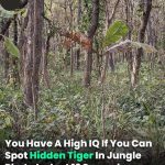 You Have A High IQ If You Can Spot Hidden Tiger In Jungle Photo In Just 12 Seconds