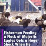 (VIDEO)Fisherman feeding a flock of majestic eagles gets a huge shock when he looks to his left