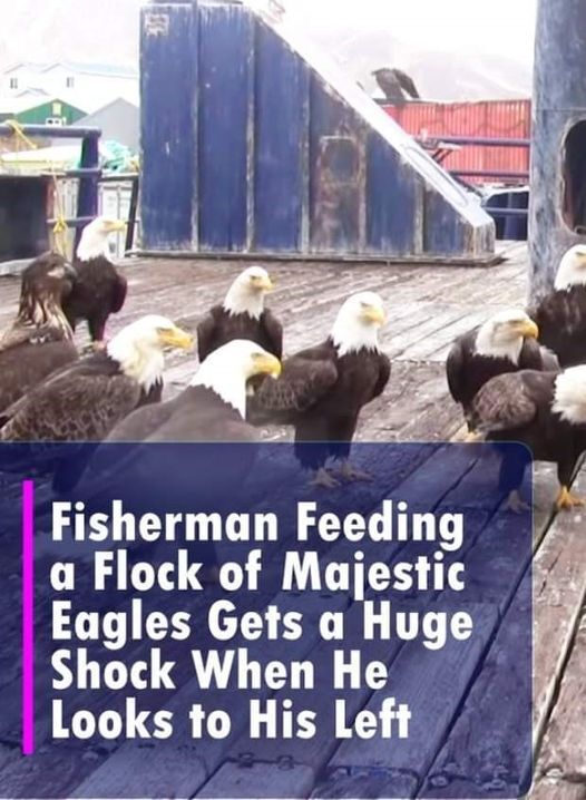 (VIDEO)Fisherman feeding a flock of majestic eagles gets a huge shock when he looks to his left